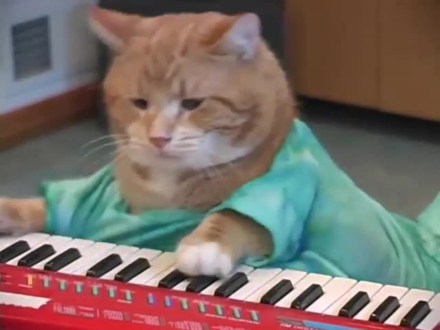 Soft cat tainted love, keyboard, cat, charlie, schmidt, fatso, official, bento, piano, fun, funny, family, reincarnated, meme, win, roflcon, play, him, off, original, shirt, christmas, kitten, official music, animals pets.