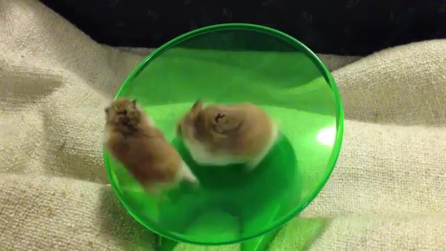 Space hamsters training, paws, tiny, fast, running, funny, animal, roborovski, dwarfhamster, dwarf, entertaining, spinning, wheel, saucer, flying, love, laugh, divertente, velocemente, corre, ruota, mental, dizzy, animali, divertentissimo, criceto, criceti, hamster, animals pets.