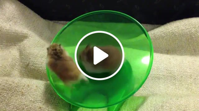 Space hamsters training, paws, tiny, fast, running, funny, animal, roborovski, dwarfhamster, dwarf, entertaining, spinning, wheel, saucer, flying, love, laugh, divertente, velocemente, corre, ruota, mental, dizzy, animali, divertentissimo, criceto, criceti, hamster, animals pets. #0