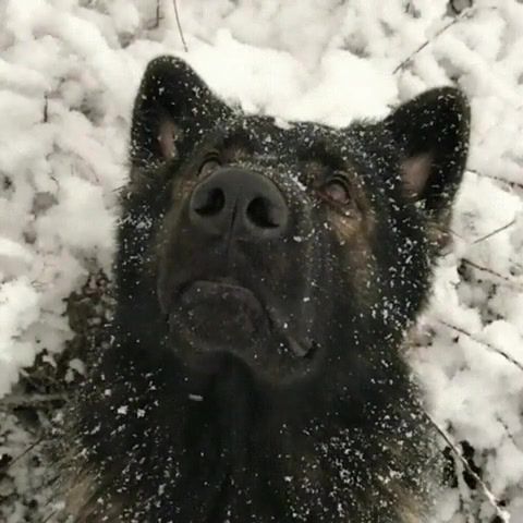 Spirit of dog - Video & GIFs | dog,snow,loop,animals pets