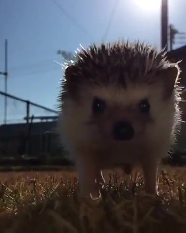 The last stand sabaton hedgehog, run, hedgehog, never stop never stopping, justdoit, sabaton, thelaststand, animals pets.