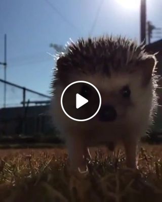 The last stand Sabaton Hedgehog