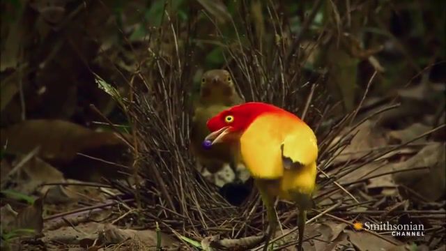The Sultry Dance of the Bowerbird, Wildlife, Science, Photography, Oddities, Nature, Birds, Asia, Animals Pets