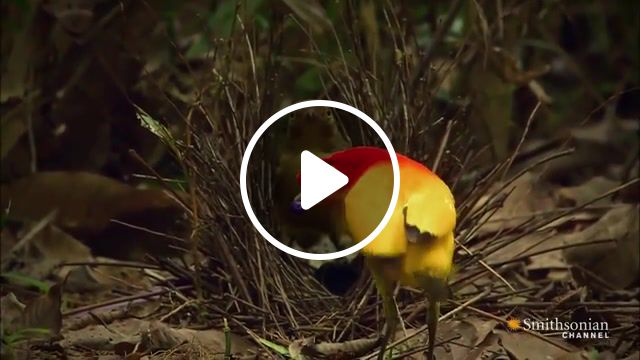 The sultry dance of the bowerbird, wildlife, science, photography, oddities, nature, birds, asia, animals pets. #1