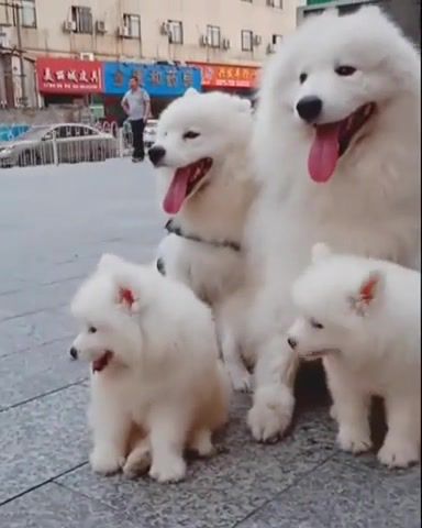 What a sweet family - Video & GIFs | dogs,cute,adorable,puppies,pets,animals,cuteanimalshare,animals pets
