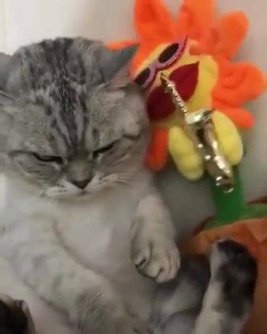 When you want to be alone, sad, cat, flower, sax, animals pets.