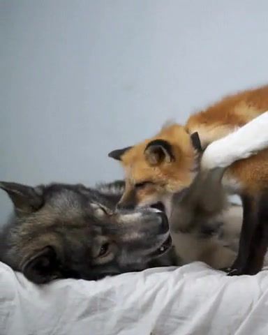 Wolf and fox, friends, wolf, fox, animals, music, forest, love, good day, good morning, animals pets.