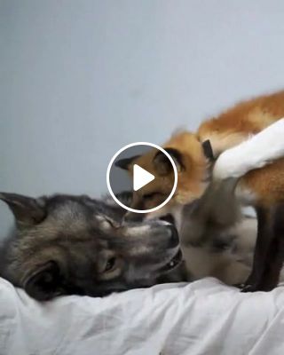 Wolf and fox, friends
