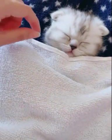 You never know what a kitten doing in the bed - Video & GIFs | cats,kittens,cute,adorable,pets,animals,cuteanimalshare,animals pets