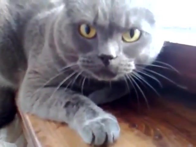 Angry cat, how animals eat their food, kitten, dog, stas themselves zhyzn, tse harashi, well, world, summer, year, people, youtube, for myself, the best of the year for the robots, the best of the day, psychology, best, wow, ahhah, cool.