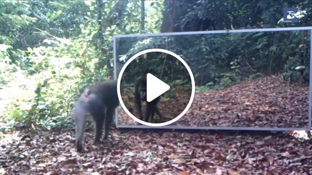 Animals react to seeing their reflections for the first time, cat, lol, science, reflection, mirror, bird, funny, nature, monkey, animal, animals, seeittobelieveit, quirky, amazing, news, caters news, animals pets. #0