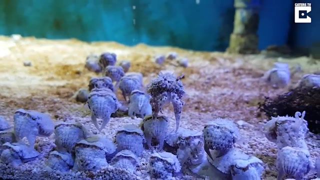 Baby Cuttlefish, Viral, Baby, Cuttlefish, Creature, Nature, Sea, Water, Ocean, Tank, Alien, Invasion, Small, Fish, Other Worldly, Stare, Cute, Animals Pets