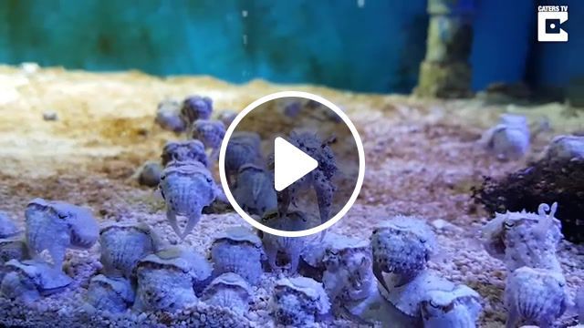 Baby cuttlefish, viral, baby, cuttlefish, creature, nature, sea, water, ocean, tank, alien, invasion, small, fish, other worldly, stare, cute, animals pets. #0