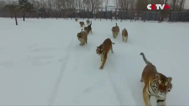 Big cats - Video & GIFs | big cats,eye of the tiger,tigers,music,animals,drone,survivor,animals pets