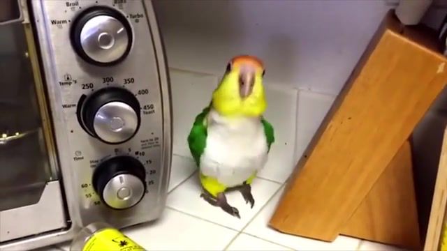 Bird Party Up, Bird, Birb, Party, Partyparrot, Parrot, Dmx, Up And Down, Animals Pets