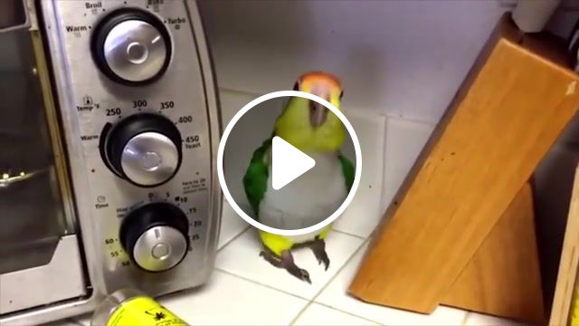 Bird party up, bird, birb, party, partyparrot, parrot, dmx, up and down, animals pets. #1