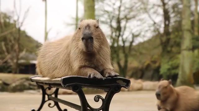 Capybara purr sound - Video & GIFs | purr,capybara,animals pets