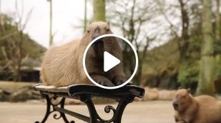 Capybara purr sound