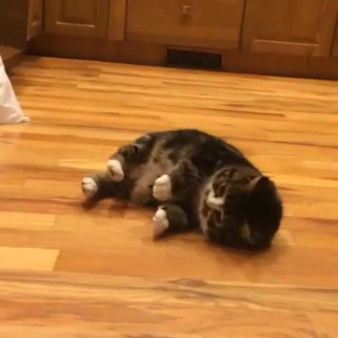Clumsy, Bubrich, Funn, Comedy, Fun, Pets, Meow, Lol, Animal, Kittens, Kitten, Kitty, Funny, Cats, Clumsy Cat, Animals, Music, So Cutee, So Cute, Cute, Cat, Animals Pets