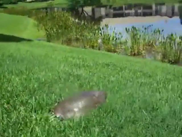 Fast and furious, epic, turt, running, turtlepond, florida softshell turtle, quick, shell, soft, florida, softshell, aquatic, wildlife, reptile, turtle, fast, super, animals pets.