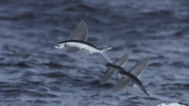 Flying Fish Slow Motion - Video & GIFs | fish,flyingfish,animals pets