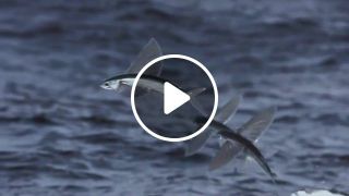 Flying Fish Slow Motion
