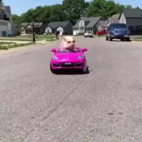 Going to the party like, pig, rolling, crazy, mad, funny, cute, pink, porsche, drive, new, car, animals pets.