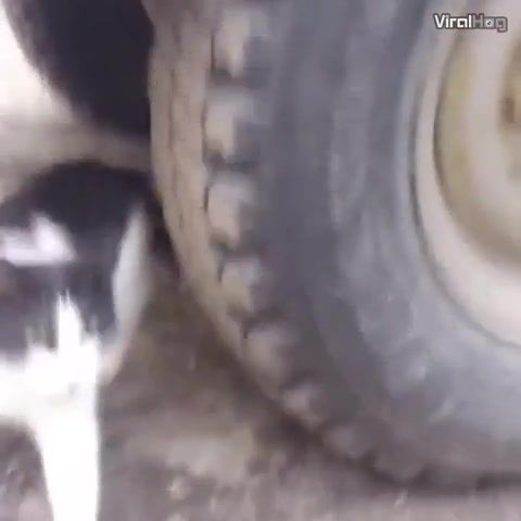 Imagine the stress level of this mouse - Video & GIFs | funny,animals,mission impossible,cat,invisible,hamster,cat cant find hamster,cat and mouse,mouse,cat searching for mouse,cat cant find mouse,thug life,tom cruise,funny cat,funny cats,kitty,kitten,kot,katzo,gato,cats,meowpeow,cat life,cat of the day,stupid cat,blind cat,animals pets