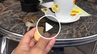 Jack sparrow