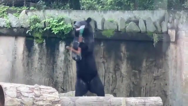 Karate bear, animals pets.