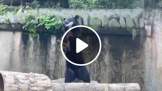 Karate bear, animals pets. #0