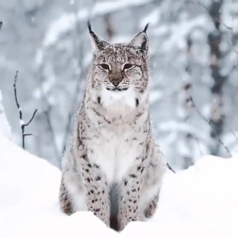 Khajiit Will Follow, Snow, Snowfall, Calm, Calming, Calming Music, Peaceful, Peaceful Music, Lynx, Winter, Winter Is Here, Snowing, Snowflakes, Nature, Animals, Forest, Skyrim, Games, Animals Pets