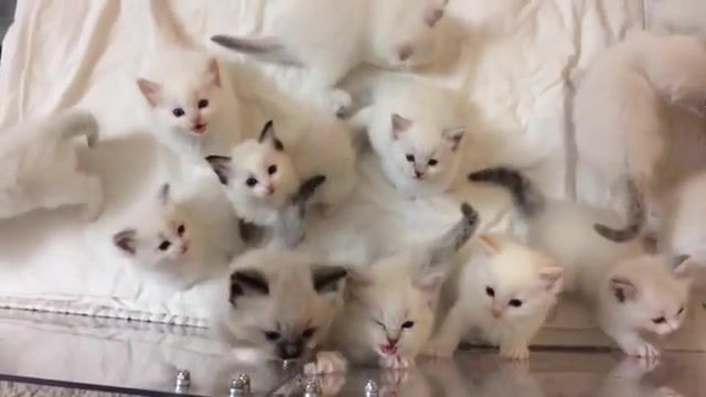 Kittens, Animals Pets