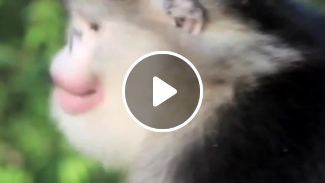 Morning in the forest, animals, animal, snub nosed monkey, interesting facts, animals pets. #0
