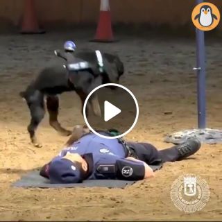 Most Amazing Dogs Awesome and Trained Dogs Compilation