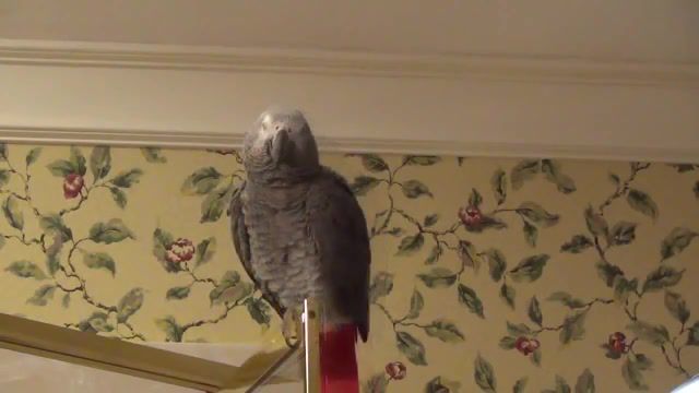 Parrot does a spot on impression of matthew mcconaughey, impression, alright, academy award, matthew mcconaughey, parrot training, texas, texan, talking parrot, parrot, african grey, einstein, african grey parrot, einstein the talking texan parrot, einstein the parrot, animals pets.