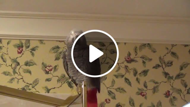 Parrot does a spot on impression of matthew mcconaughey, impression, alright, academy award, matthew mcconaughey, parrot training, texas, texan, talking parrot, parrot, african grey, einstein, african grey parrot, einstein the talking texan parrot, einstein the parrot, animals pets. #0