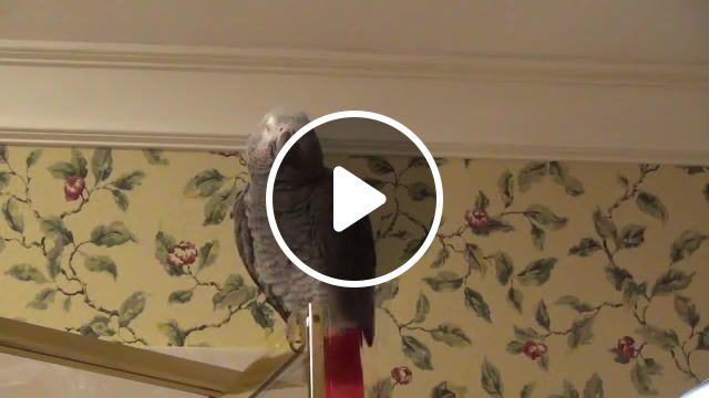Parrot does a spot on impression of matthew mcconaughey, impression, alright, academy award, matthew mcconaughey, parrot training, texas, texan, talking parrot, parrot, african grey, einstein, african grey parrot, einstein the talking texan parrot, einstein the parrot, animals pets. #1