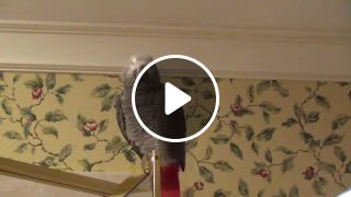 Parrot Does a Spot on Impression of Matthew McConaughey