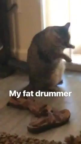 Random Kitty Cat Content Squarepusher Version. Cat. Drummer. Fat. Fat Cat. Squarepusher. Meow. Drumandb. Drillandb. Warprecords. Electronica. Animals Pets.