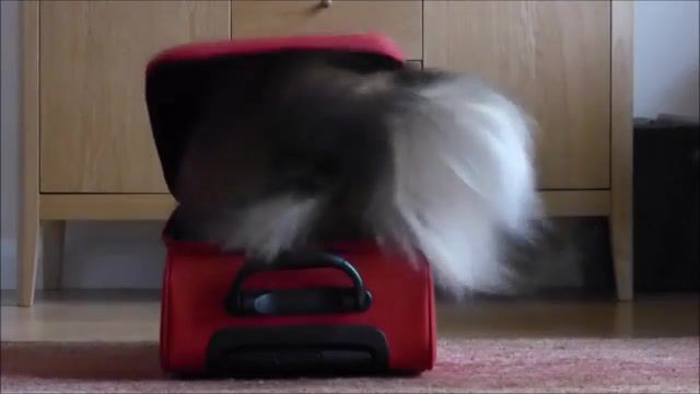 Red suitcase - Video & GIFs | dog trick,funny,get in suitcase,coco sheltie,dog,sheltie,funny dog trick,made by katipal,when he returned from vacation,red suitcase,animals pets