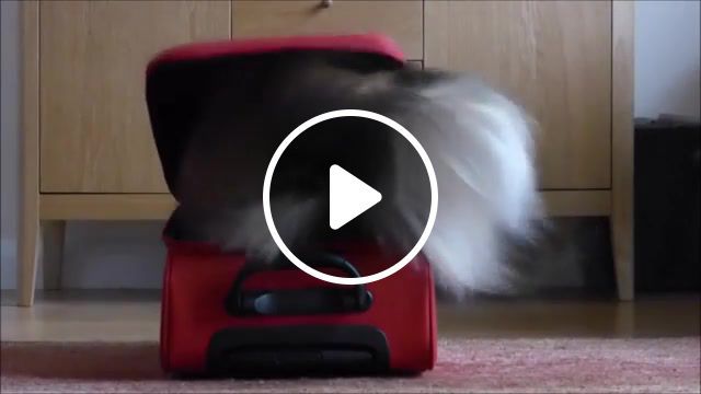Red suitcase, dog trick, funny, get in suitcase, coco sheltie, dog, sheltie, funny dog trick, made by katipal, when he returned from vacation, red suitcase, animals pets. #0