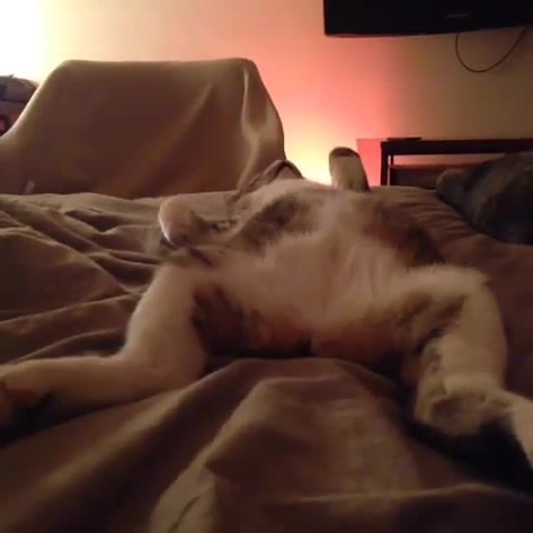 Sleeping cat - Video & GIFs | dream,woodkid,cat,running,sleeping,animals pets
