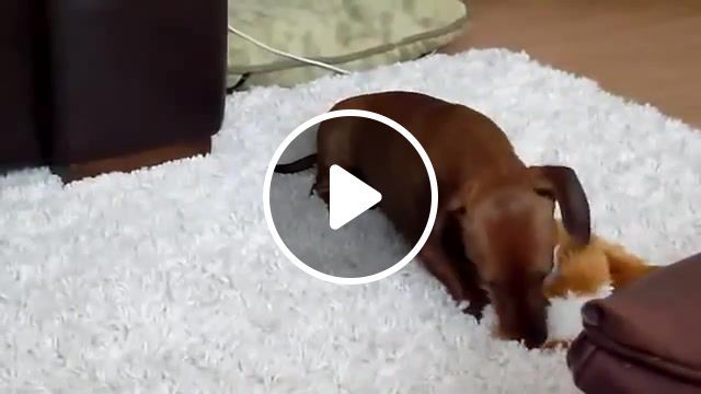 Smiles, smiles, happiest dog in the world, funny dog, smiling, smile, joker, loop, song, daschund, dog, doggo, animals pets. #0