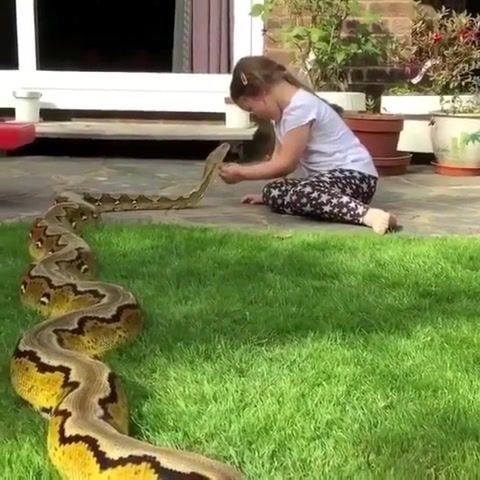 Snake friend, of the day, featured, animal fail, little girl, friendship, wow, friends, whereismymind, phobia, wtf, omg, funny animal, funny, funny kids, children, child, kids, win, animals, snake, animals pets.