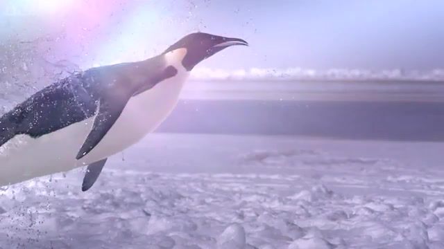Tell me why, World Of Animals Penguins, Chris Packham, Baby Penguins, The Incridible Penguins, Launch Itself From The Sea, How Does A Penguin, Watch British Tv Shows Online, Watch British Tv Online, Watch Uk Tv Online, British Tv Shows, British Tv, United Kingdom, Bbc Iplayer, Penguin, British Broadcasting Corporation Production Company, The Wonder Of Animals, Wonder Of Animals, Bbc Penguin, Emperor, Ocean, Sea, Emperor Penguin, Animals, Science, Animals Pets