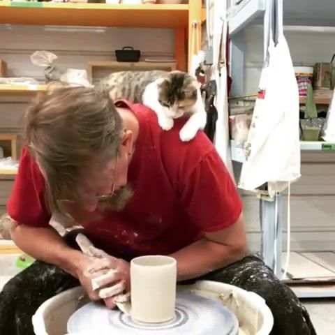 The World is Spinning Too Fast - Video & GIFs | eleprimer,memes,cats,cat,pets,funny,work,lol,wtf,spinner,animals pets