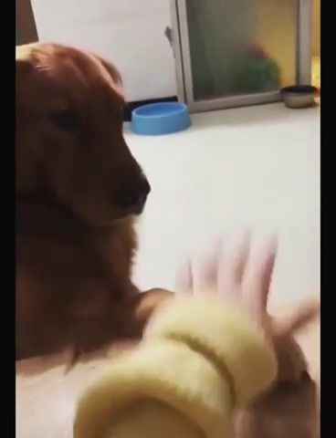 This is so warm golden dog cuteanimalshare cutedogs cutegoldendogs golden, golden, cutegoldendogs, cutedogs, funny, funny animal, golden dog, funny dog, animals pets.