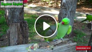Try Not To Laugh Challenge Funny bird awesome compilation