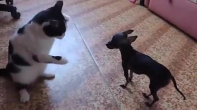 What The Hell Are You - Video & GIFs | cat dog fights,animals pets